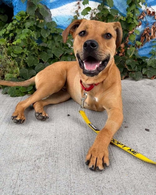 ROSCOE (AL) - Terrier available for adoption