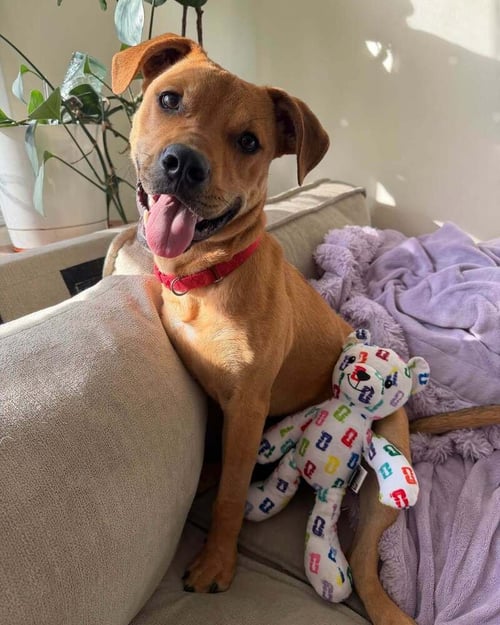 ROSCOE (AL) - Terrier available for adoption