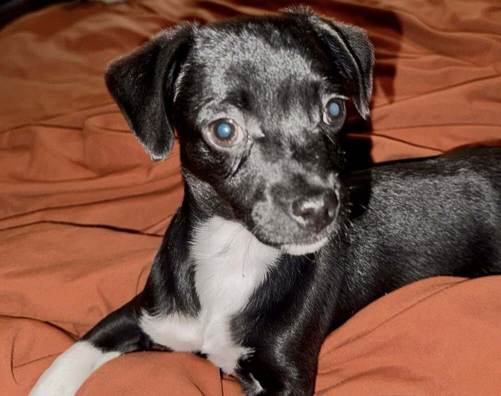 TUCK - Chihuahua available for adoption