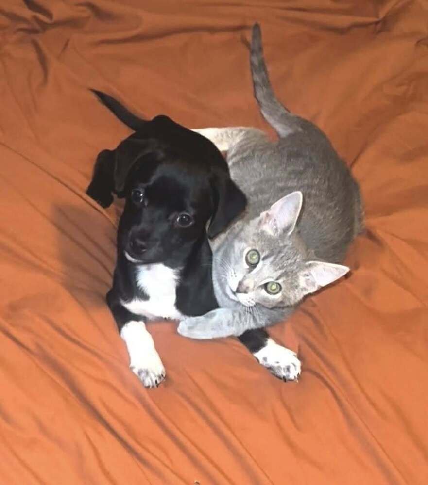 TUCK - Chihuahua available for adoption