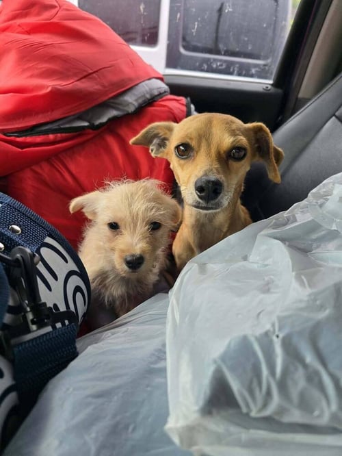 CINDY (TX) - Terrier available for adoption