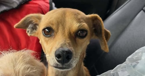 CINDY (TX) - Terrier available for adoption