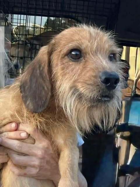 BENJI (AL) - Terrier available for adoption