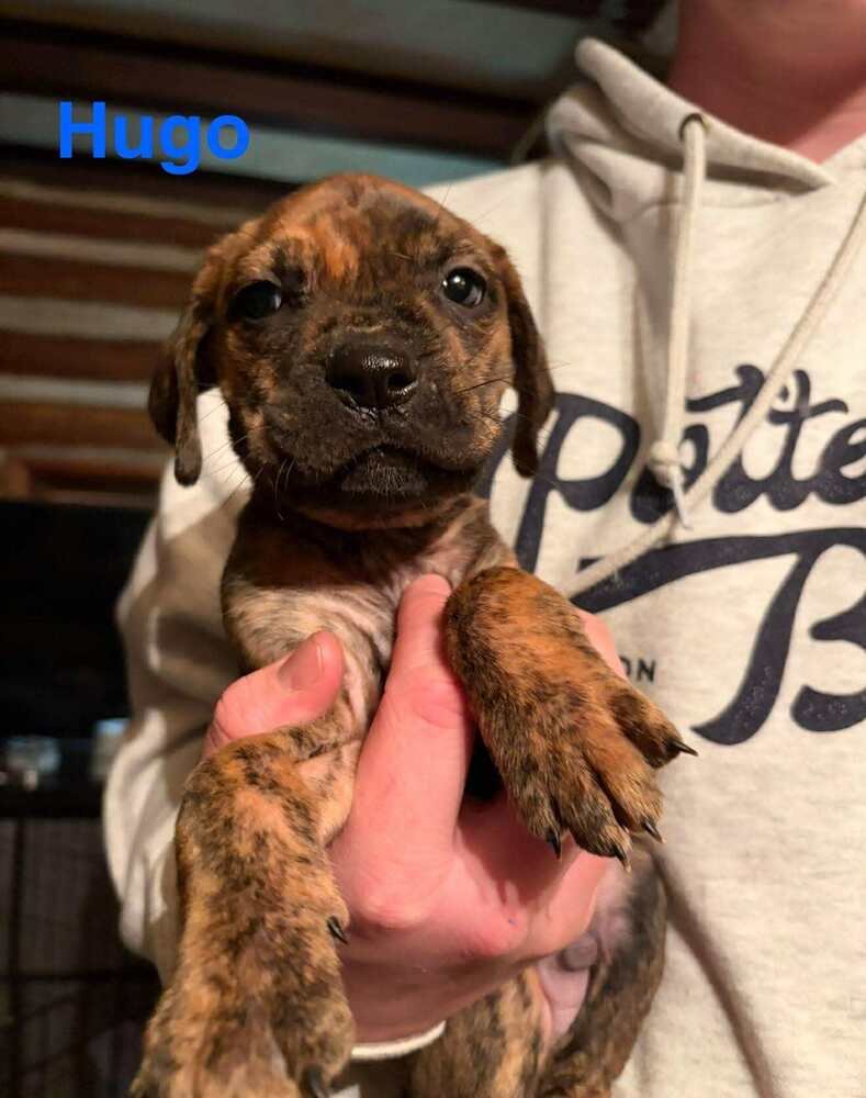 HUGO (AL) - Labrador Retriever / Boxer available for adoption