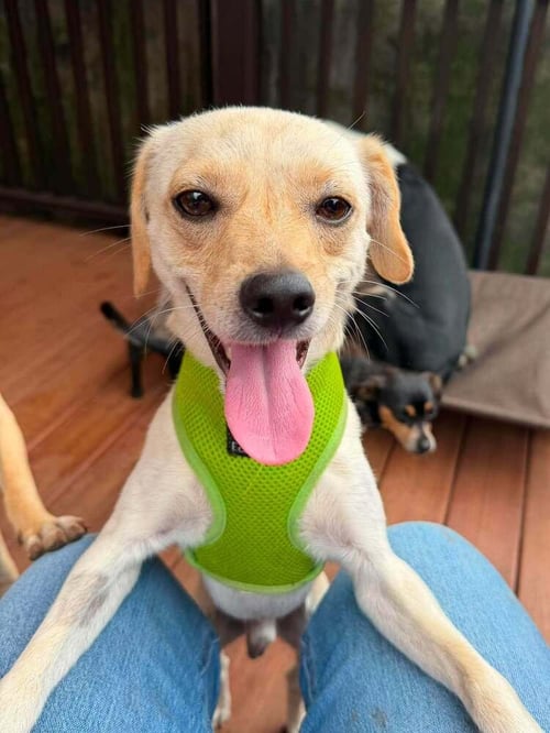 LUCKY (AL) - Chihuahua available for adoption