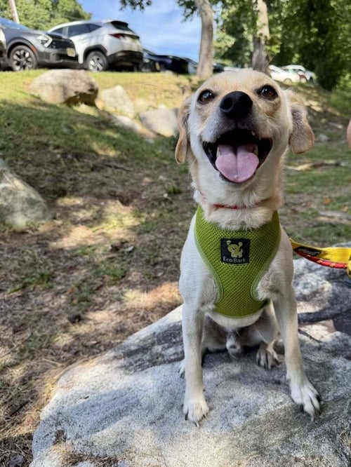 LUCKY (AL) - Chihuahua available for adoption