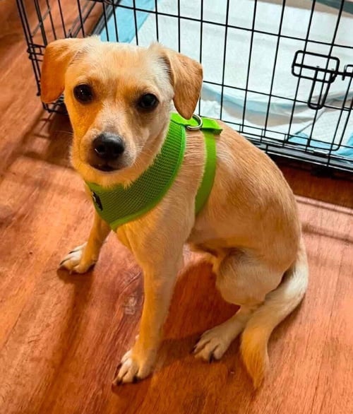 LUCKY (AL) - Chihuahua available for adoption