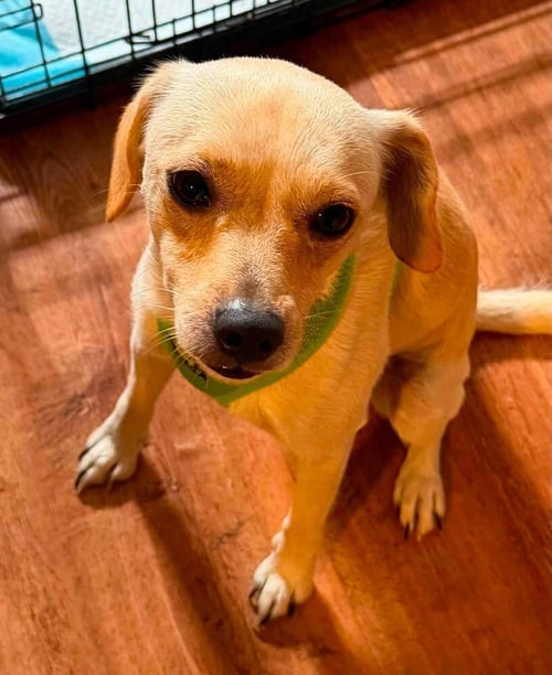 LUCKY (AL) - Chihuahua available for adoption