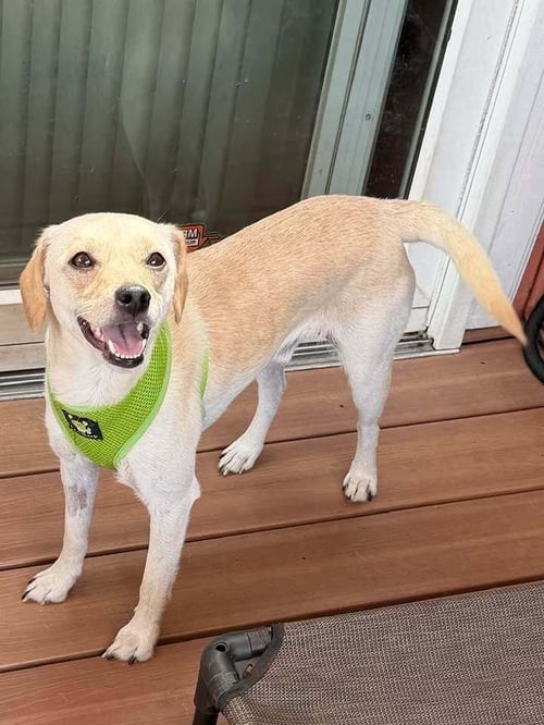 LUCKY (AL) - Chihuahua available for adoption