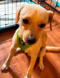 Lucky (AL) - Photo 3