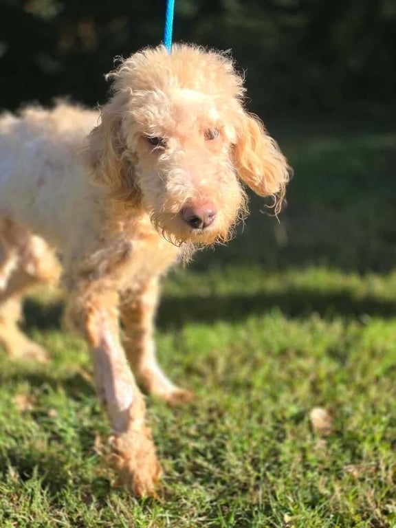 Gracie (GA) Image