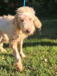 Gracie (GA) - Photo 1