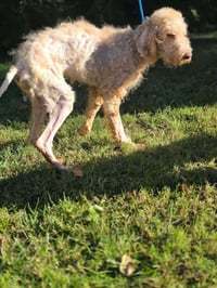 Gracie (GA) - Photo 3