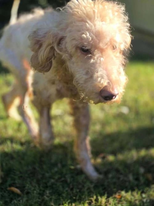GRACIE (GA) - Unknown available for adoption