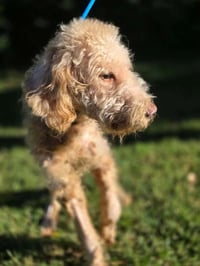 Gracie (GA) - Photo 4