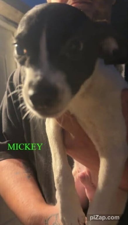 Mickey (GA) Image