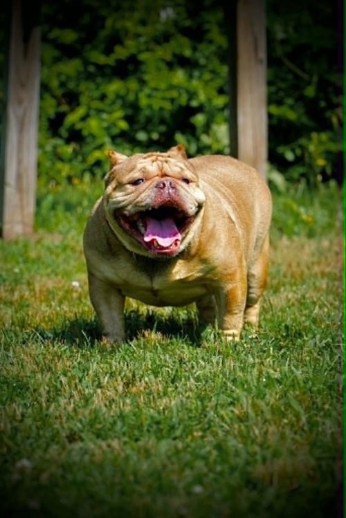 TRUFFLE (GA)