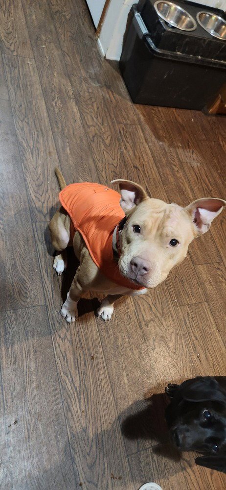PIPER (TX) - American Pit Bull Terrier available for adoption