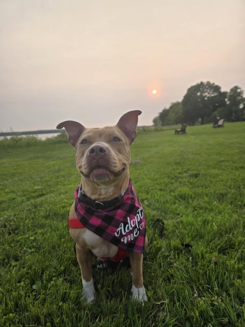 PIPER (TX) - American Pit Bull Terrier available for adoption