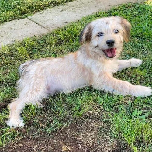 DANDY (GA) - Yorkshire Terrier Yorkie available for adoption