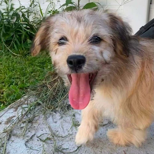 DANDY (GA) - Yorkshire Terrier Yorkie available for adoption