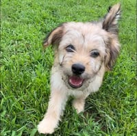 Dandy (GA) - Photo 4