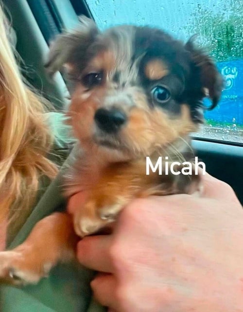 MICAH (AL) - Shih Tzu / Yorkshire Terrier Yorkie available for adoption