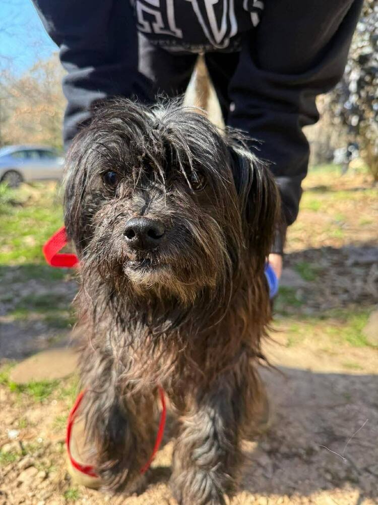 MANNY (AL) - Shih Tzu for adoption in New York