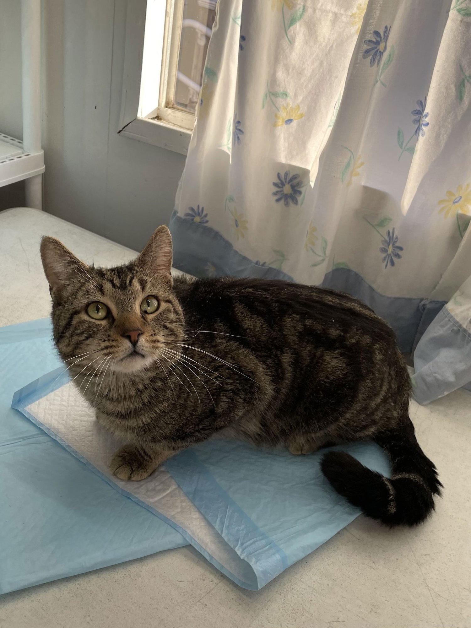 TANON - Domestic Short Hair available for adoption