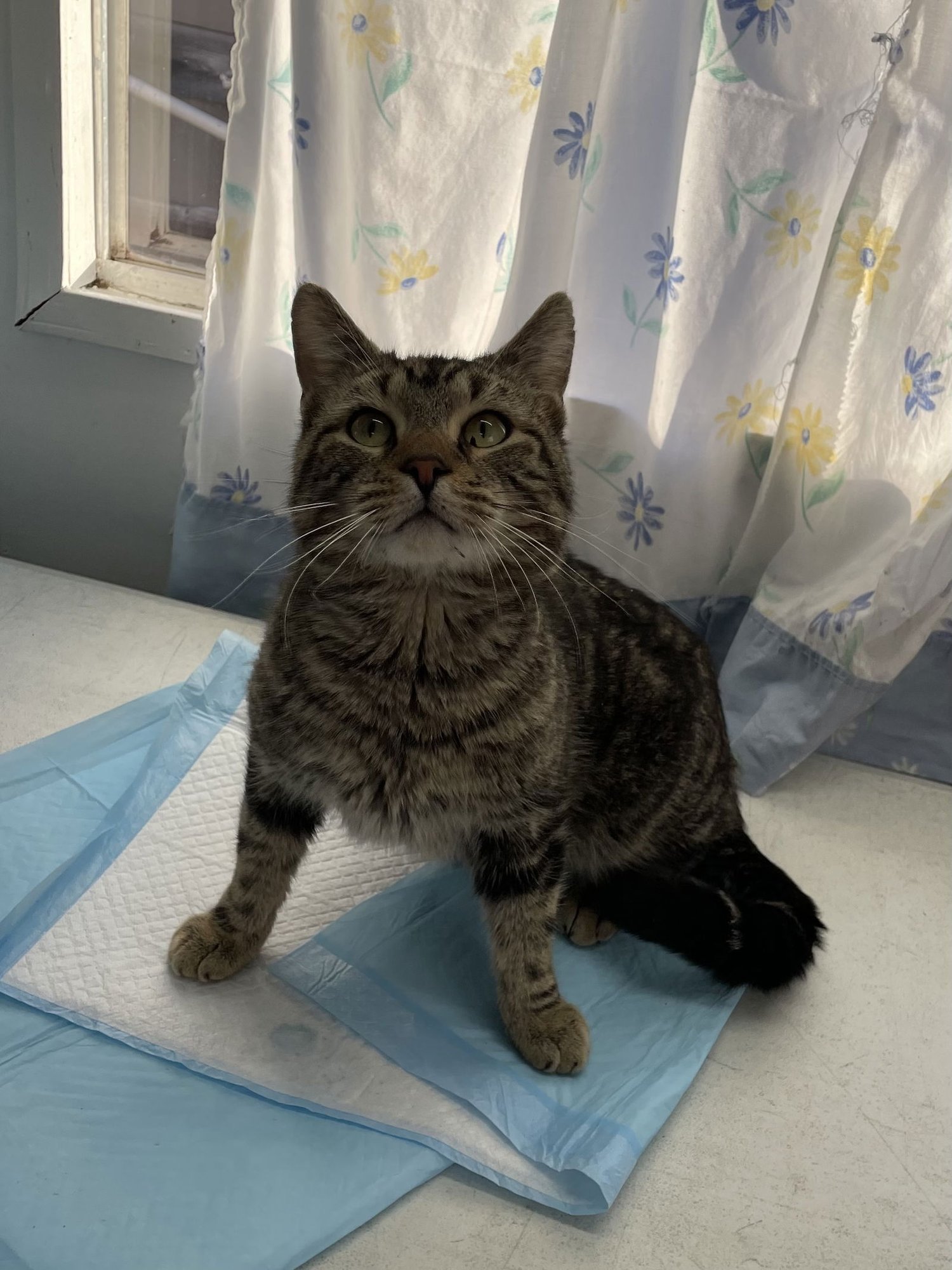 TANON - Domestic Short Hair available for adoption