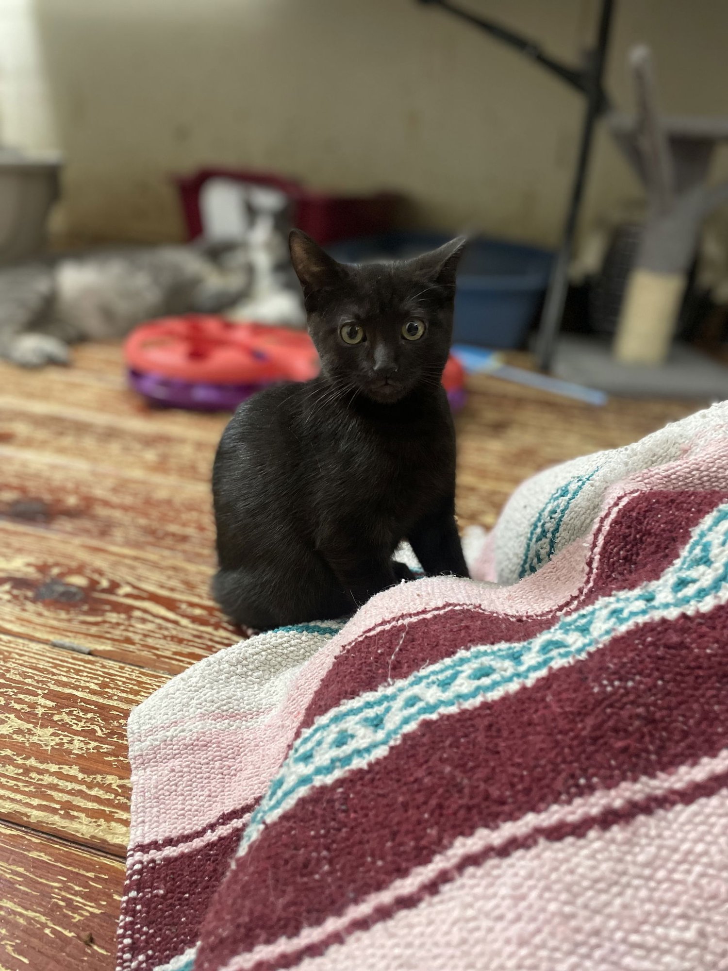 ALTAIR - Domestic Short Hair available for adoption