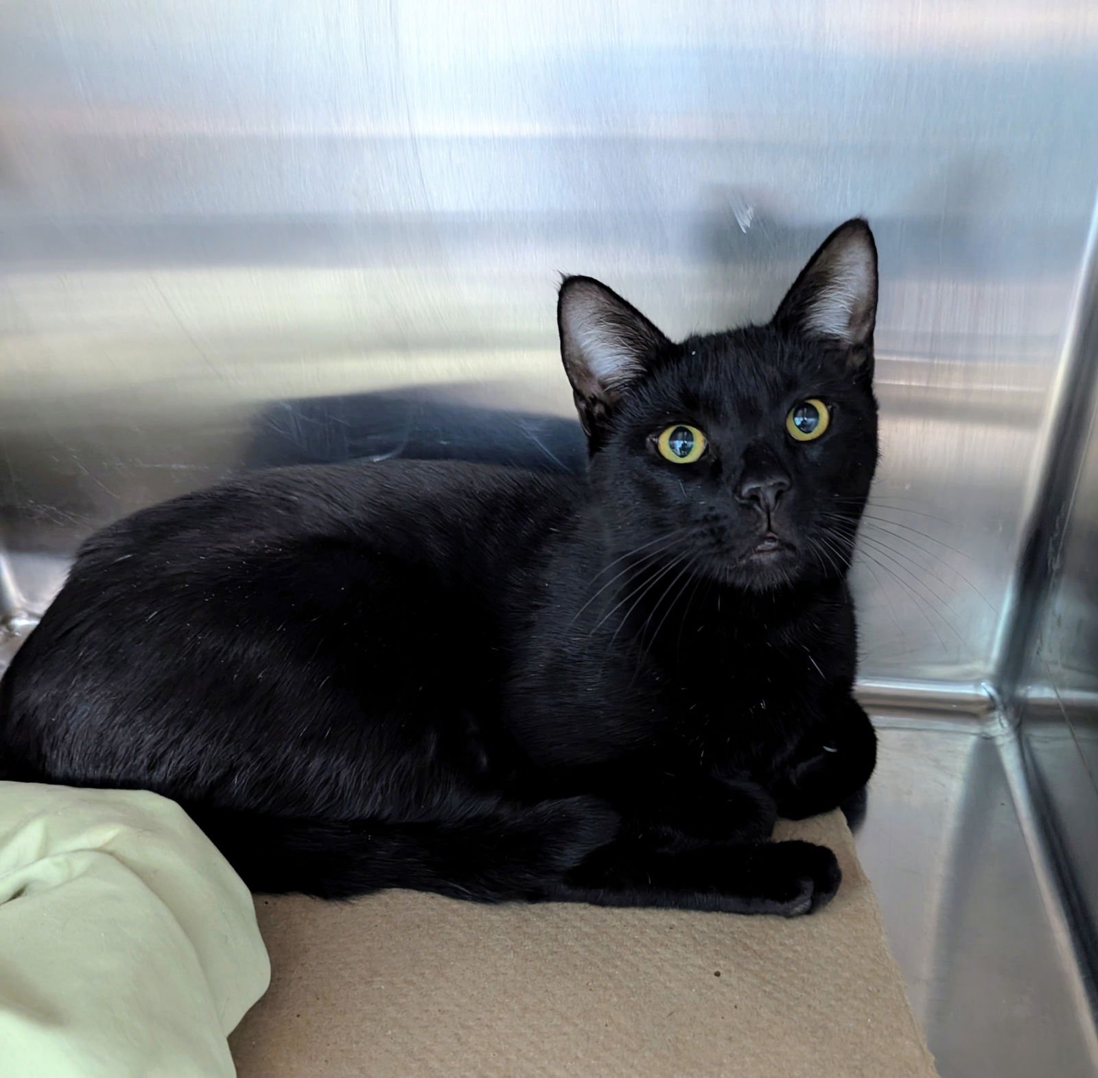 BANDIT BOY - Domestic Short Hair available for adoption