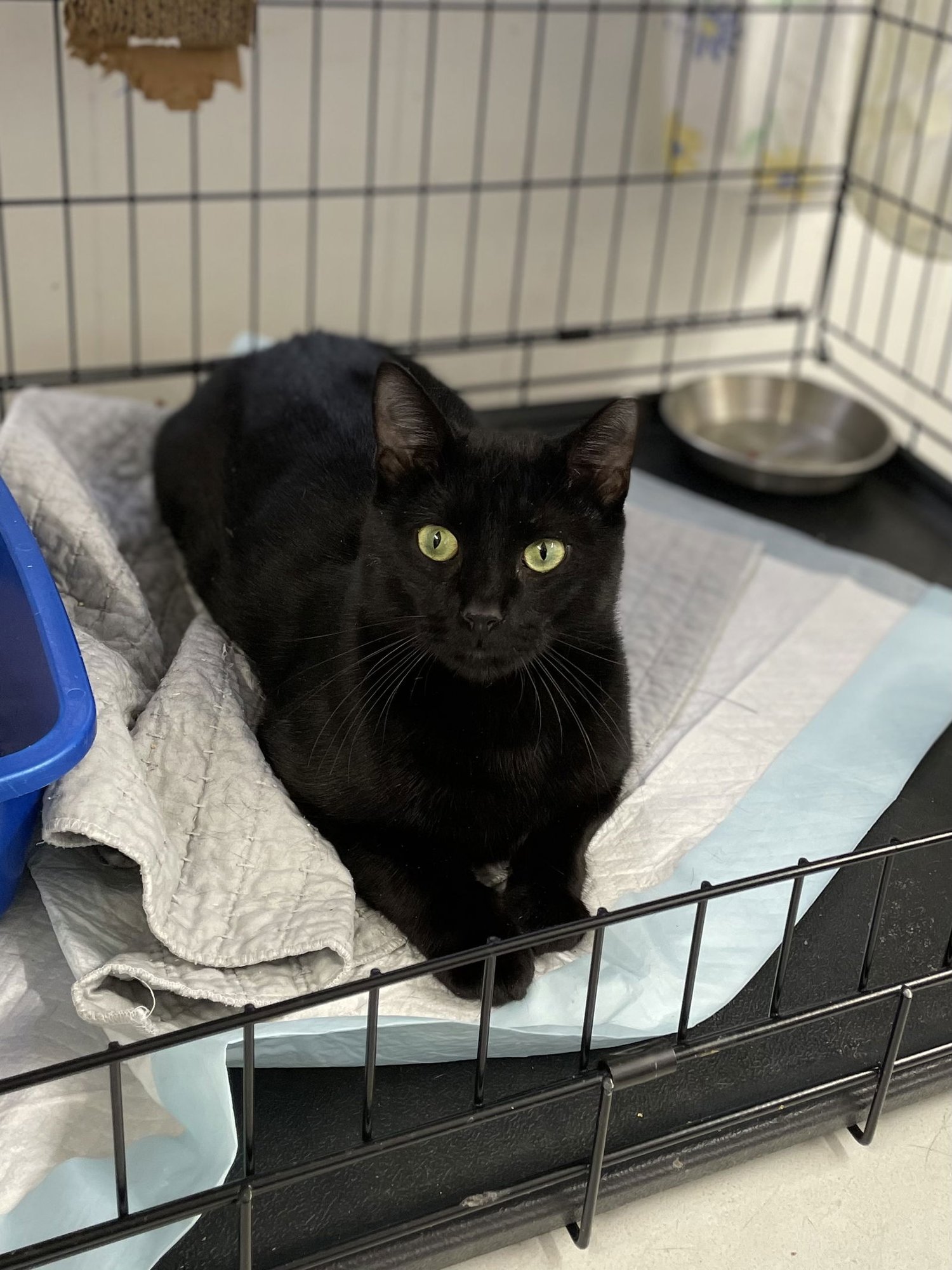 PAX - Domestic Short Hair available for adoption