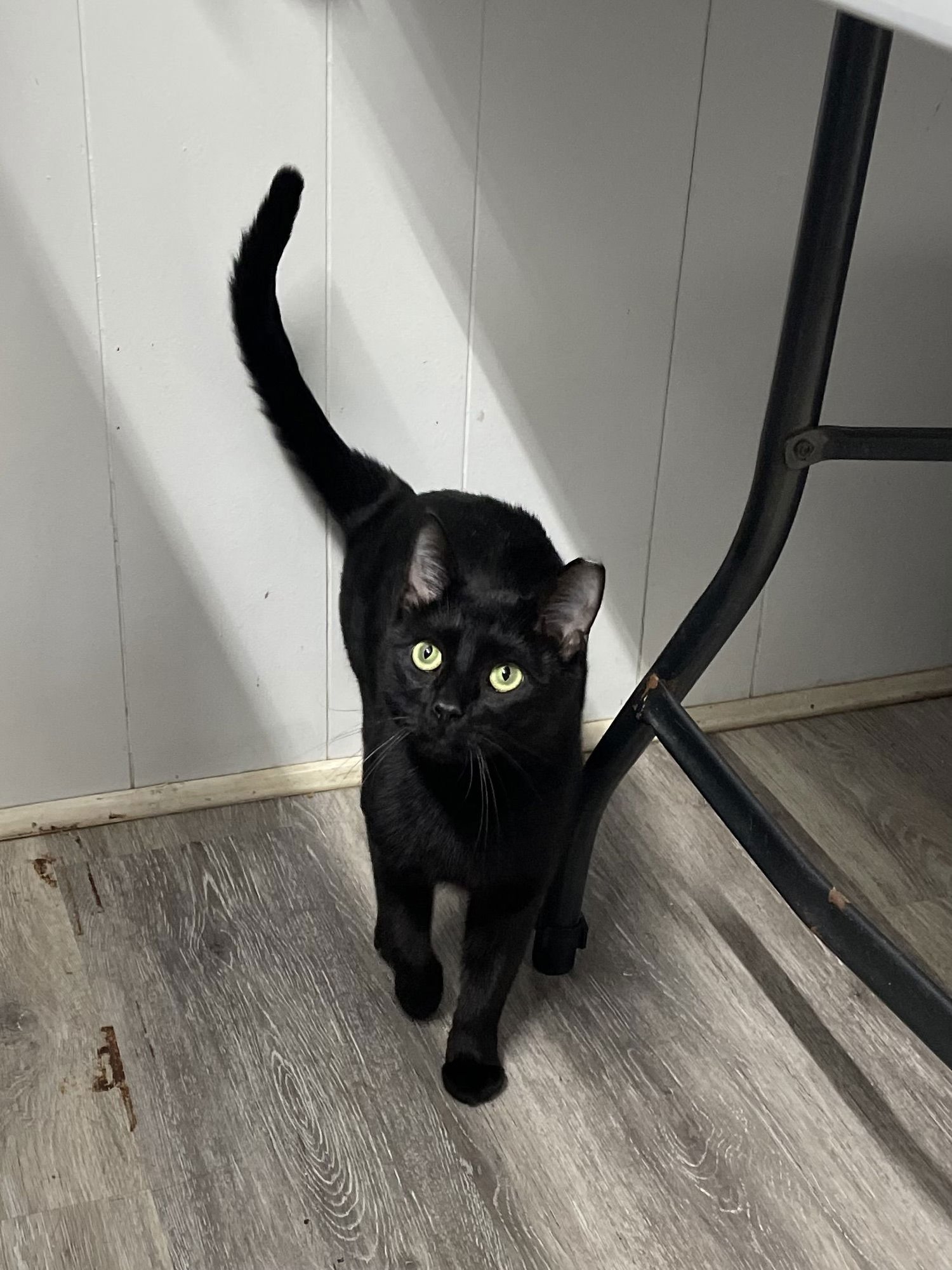 PAX - Domestic Short Hair available for adoption