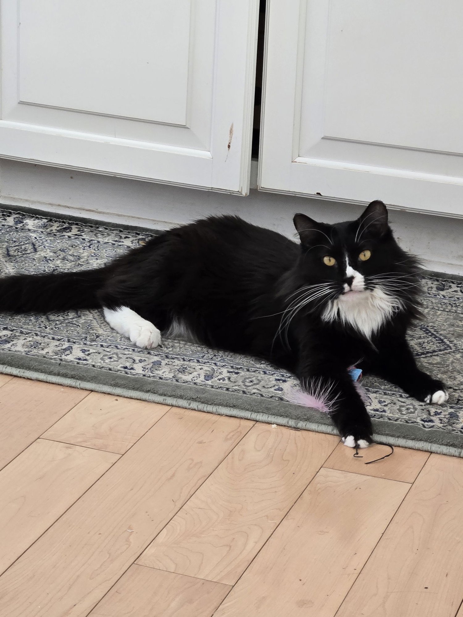 ESPERANZA - Domestic Medium Hair available for adoption