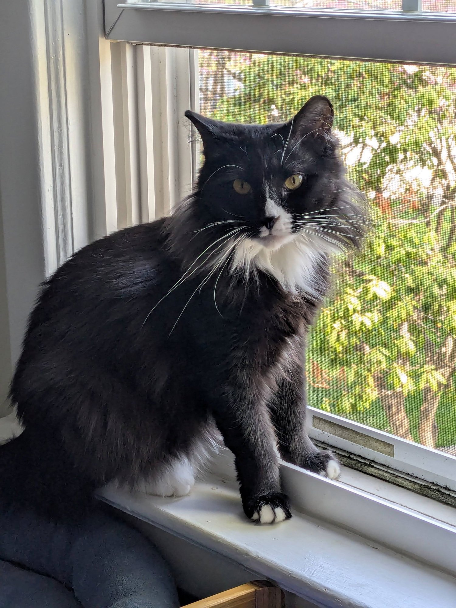 ESPERANZA - Domestic Medium Hair available for adoption