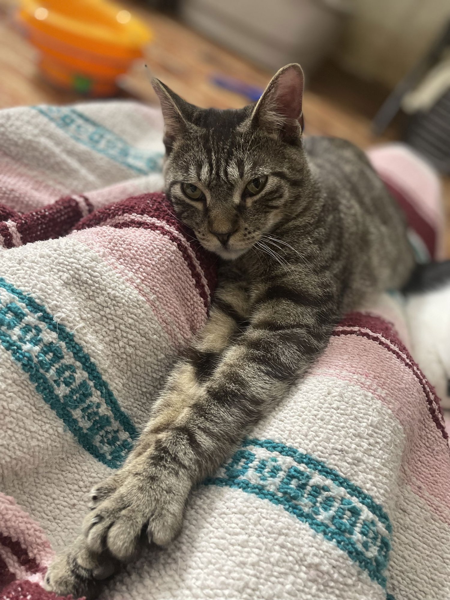 PTARMIGANE - Domestic Short Hair available for adoption