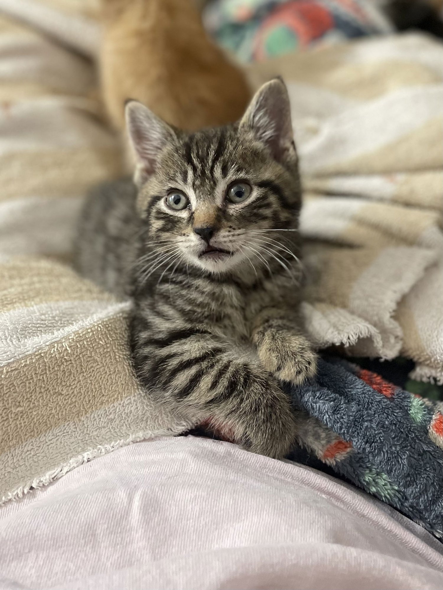 Ptarmigane - Photo 3