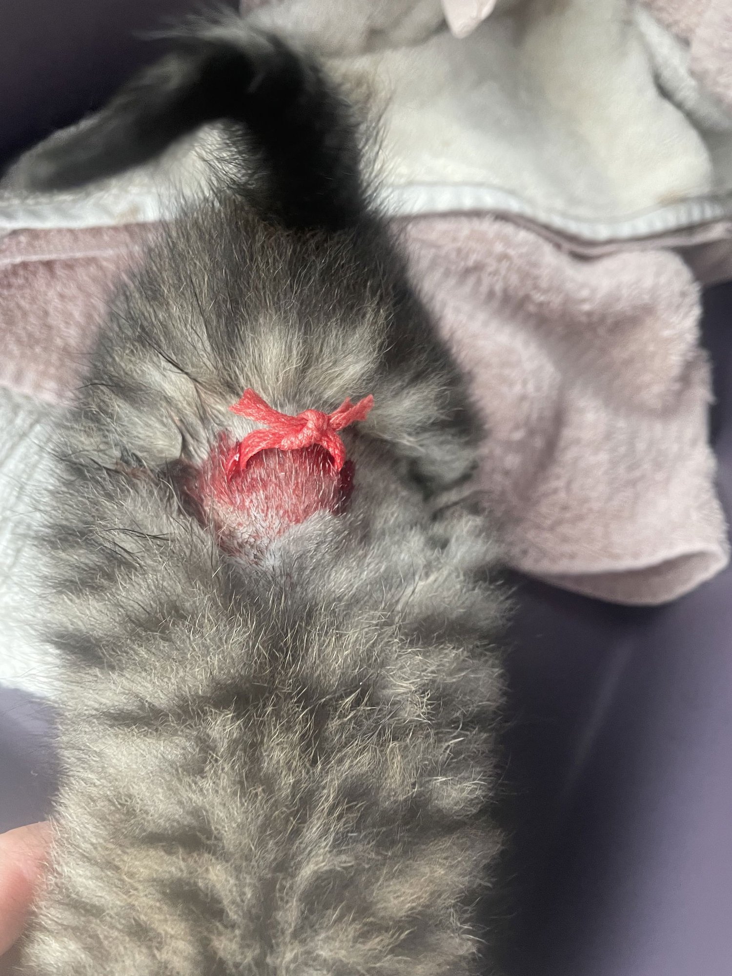 Ptarmigane - Photo 5