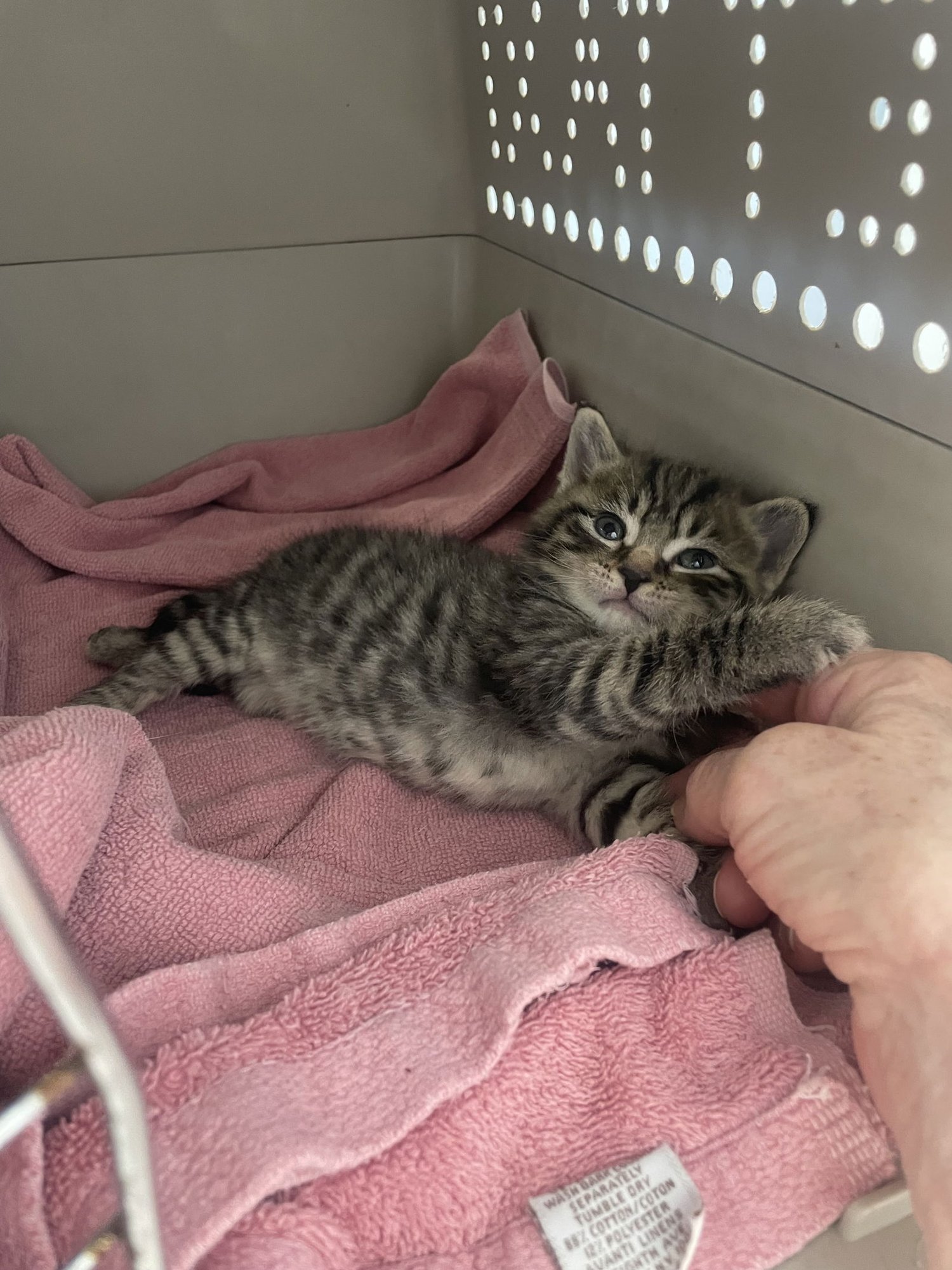 Ptarmigane - Photo 6