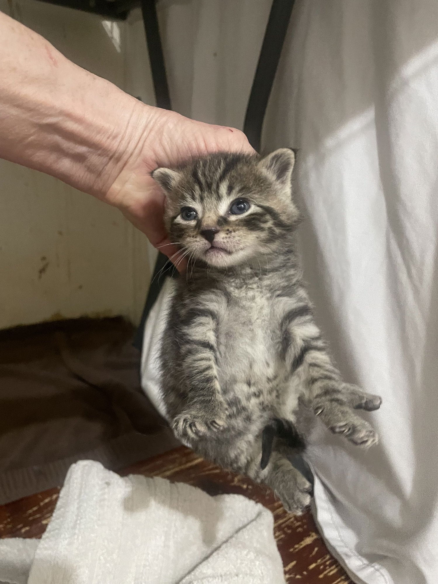 Ptarmigane - Photo 7