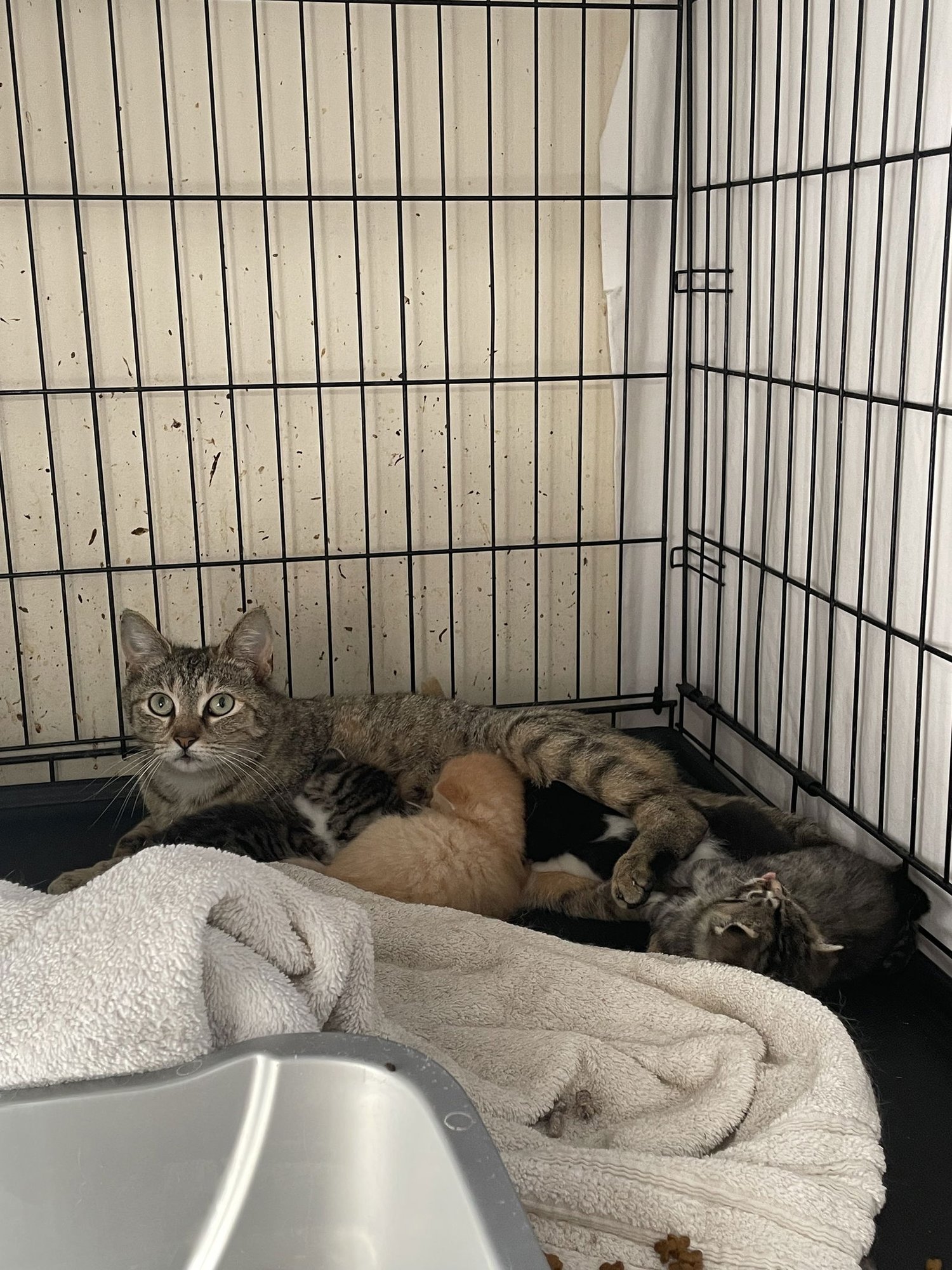 Ptarmigane - Photo 8