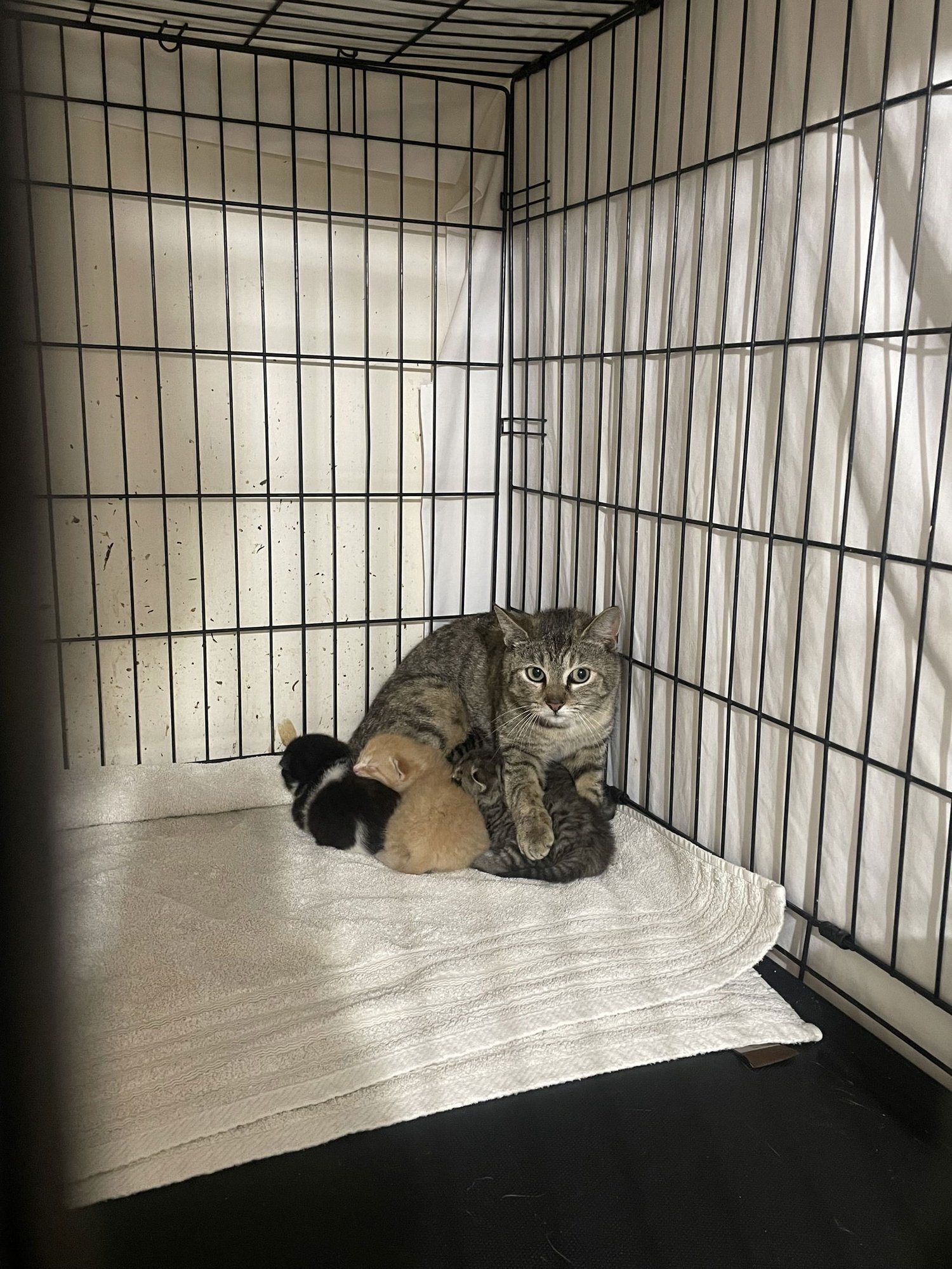 Ptarmigane - Photo 9