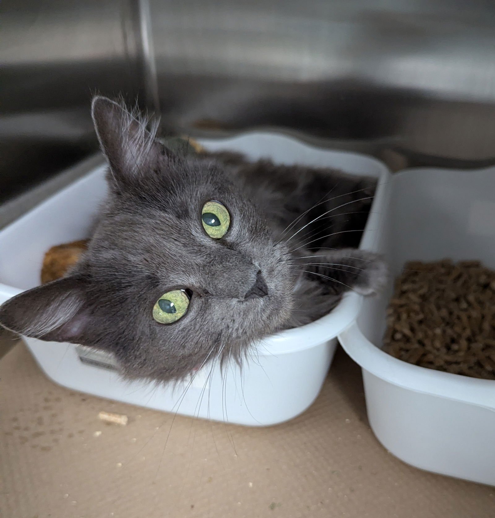 CREAM (TAS #19) - Domestic Medium Hair available for adoption