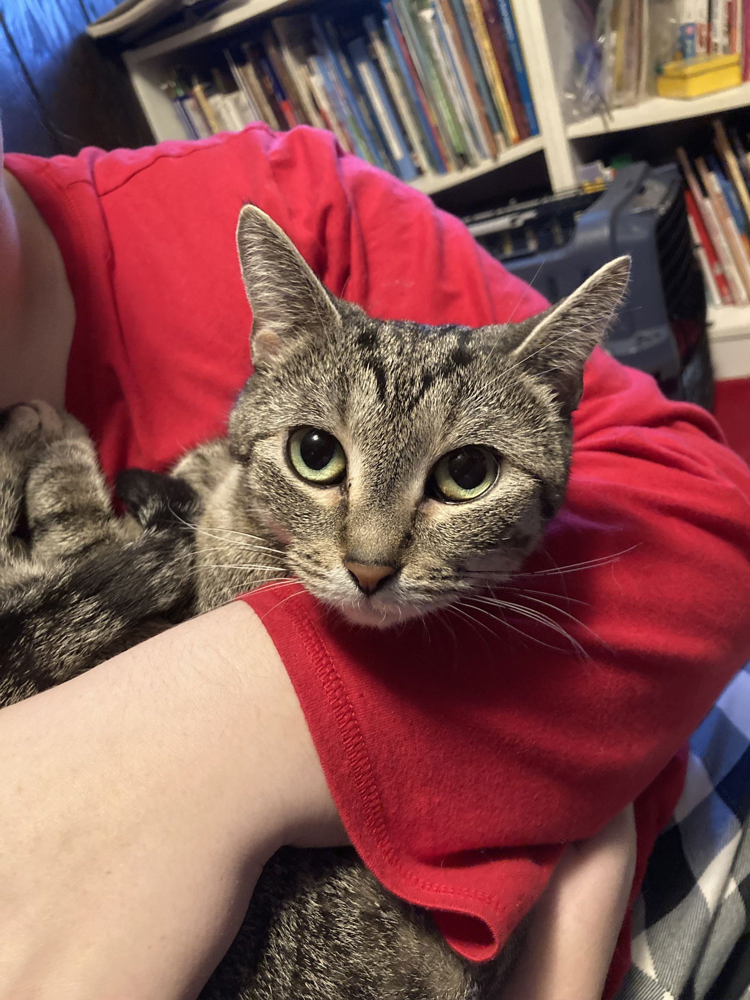 LIA MARIE - Domestic Short Hair available for adoption