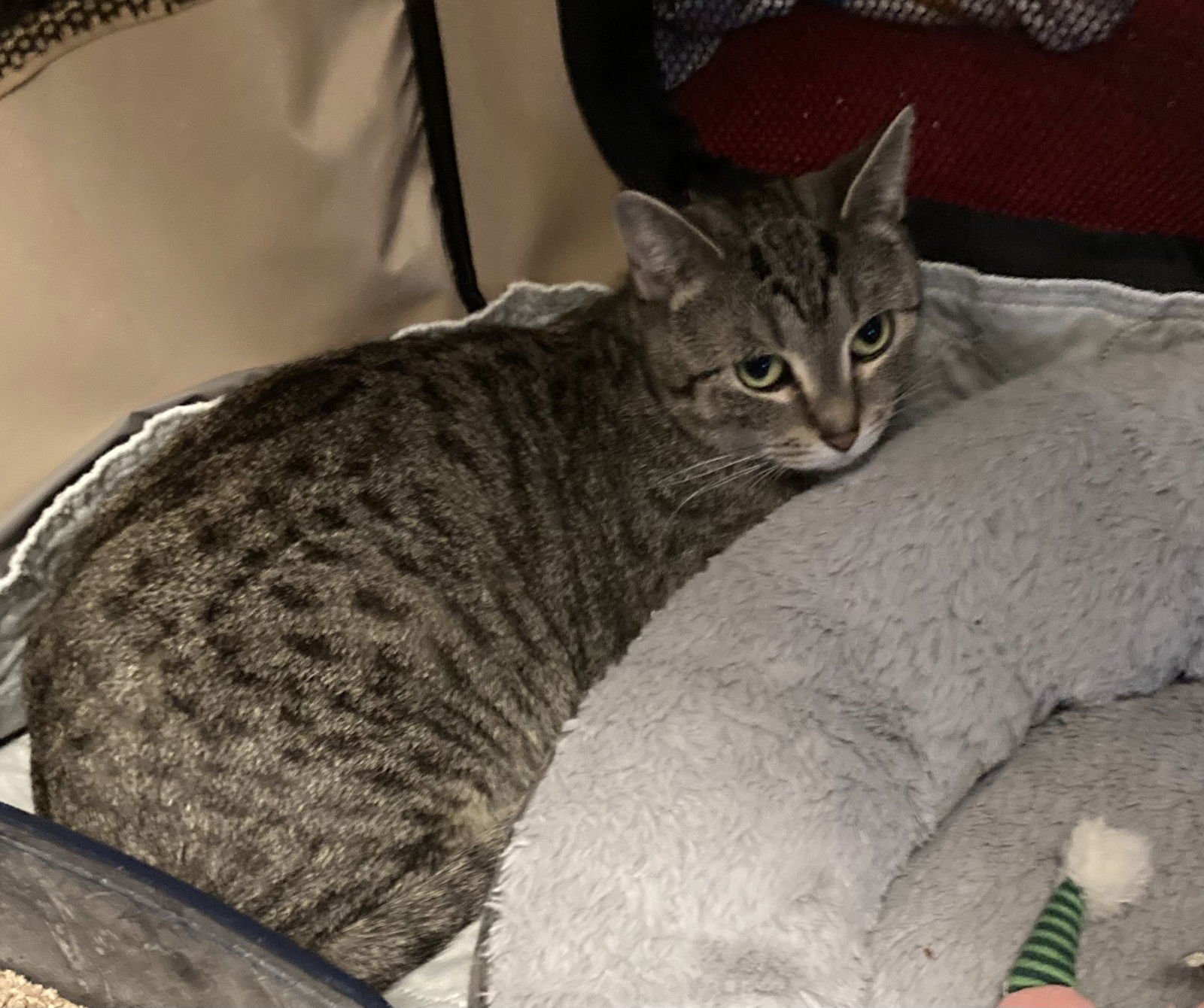 LIA MARIE - Domestic Short Hair available for adoption