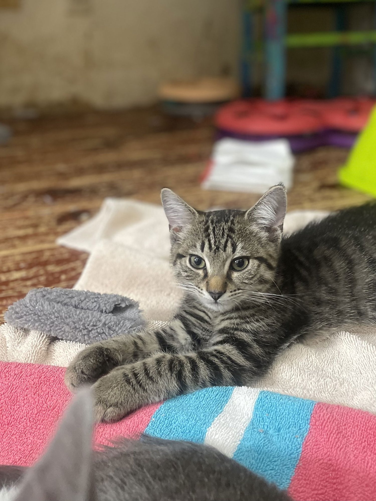 ARCTURUS - Domestic Short Hair available for adoption