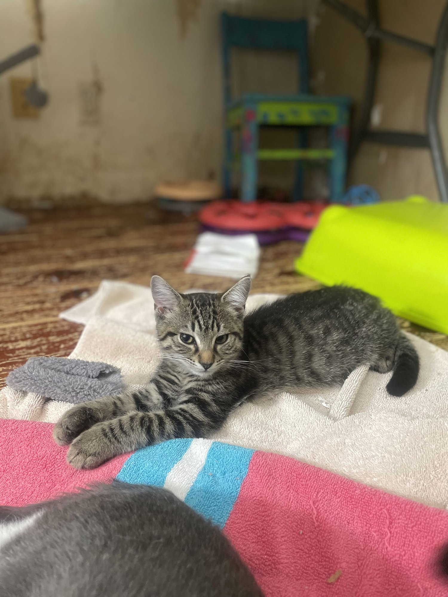 ARCTURUS - Domestic Short Hair available for adoption