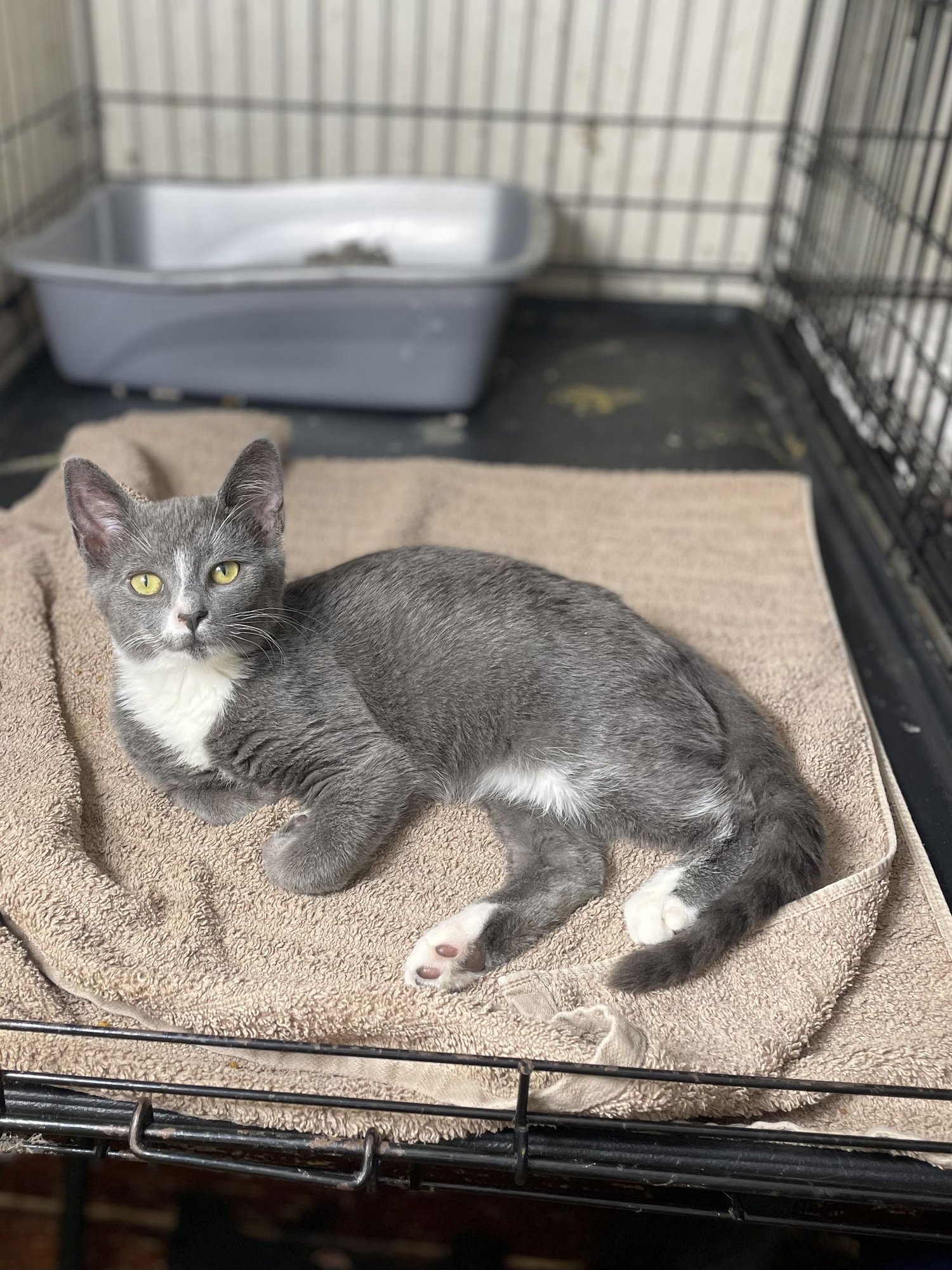 RADIUS - Domestic Short Hair available for adoption