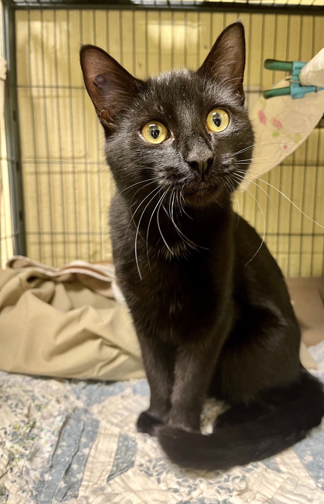 SPOCK (TAS #21) - Domestic Short Hair available for adoption